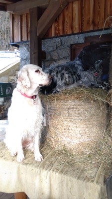 Tierfoto