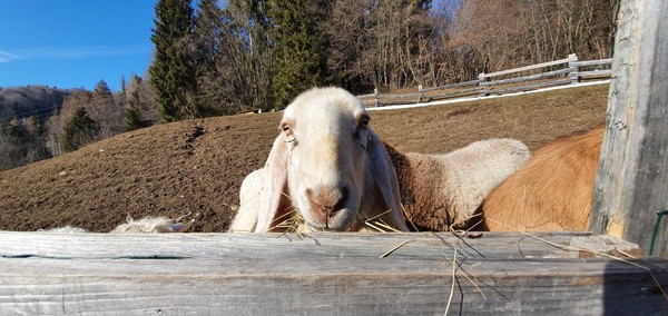 Tierfoto