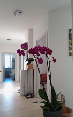 The living area Appartment Lodged Mamma Maria