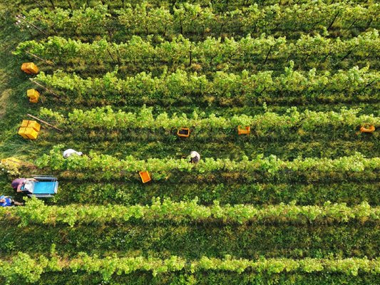 Foto di presentazione Azienda vinicola Vallecamonica