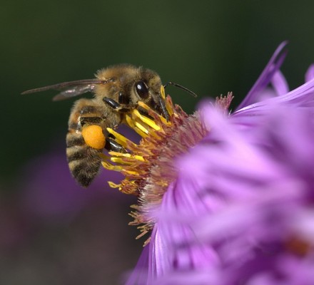 Tierfoto