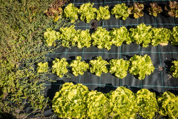 Photo of the vegetable garden