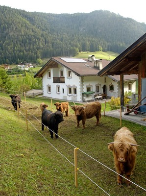 Photo of the animals