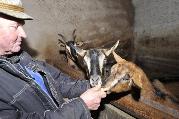 Foto degli animali