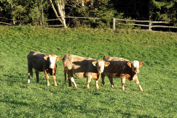 Photo of the animals