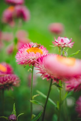 Photo of the garden Gais (Brunico / Bruneck and surroundings)