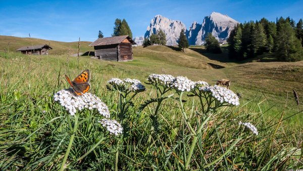 Gallery Val Gardena estate
