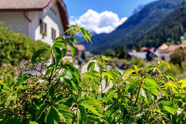 Foto esterno in estate Snaltnerhof