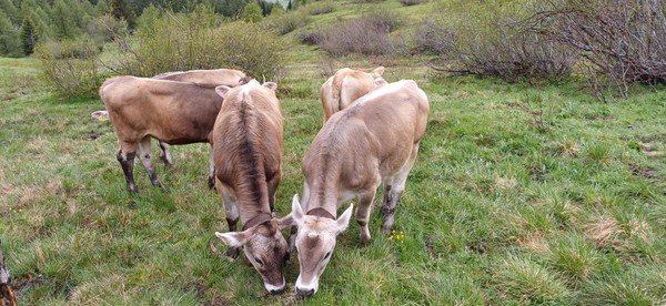 Foto degli animali