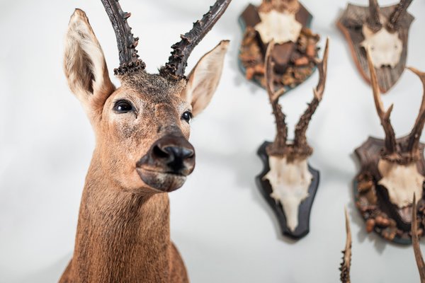 Foto degli animali