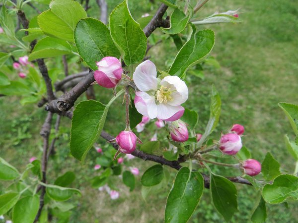 Foto del giardino Ortisei