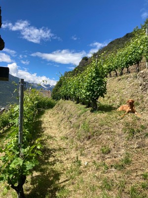 Foto vom Garten Châtillon (Valle Centrale)