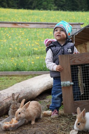Foto degli animali