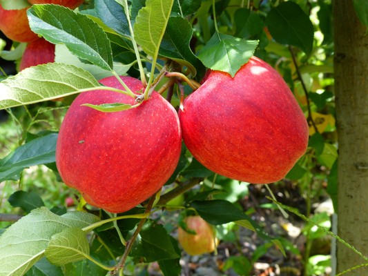 Foto di alcuni dettagli Tonderhof