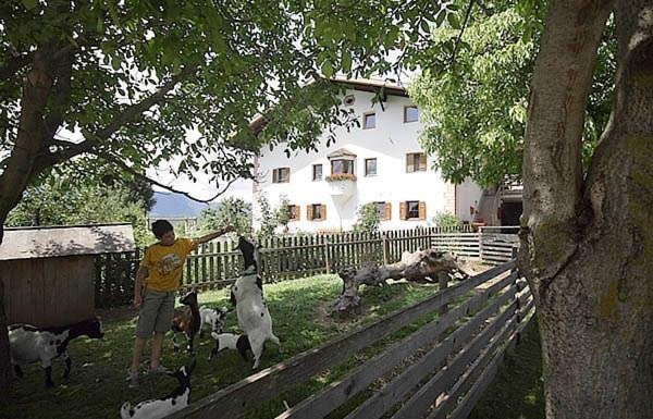 Sommer Präsentationsbild Ferienwohnungen auf dem Bauernhof Tomasöthof