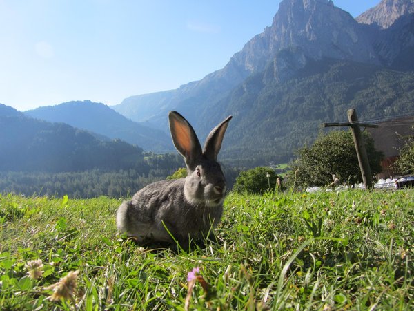 Foto degli animali