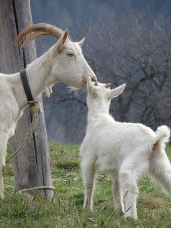 Foto degli animali