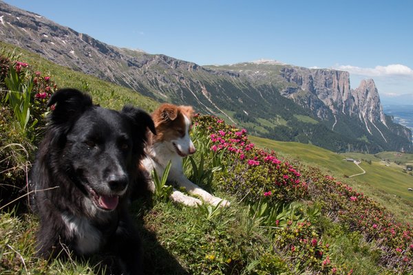 Foto degli animali