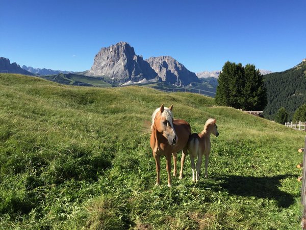 Characteristic depiction of Selva Gardena (Val Gardena / Gröden)