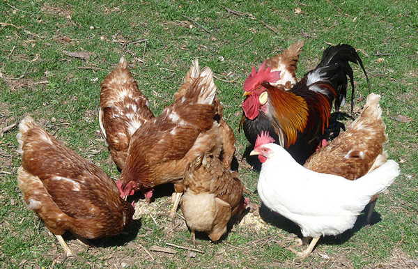 Appartamenti in agriturismo Peternaderhof Fiè allo Sciliar