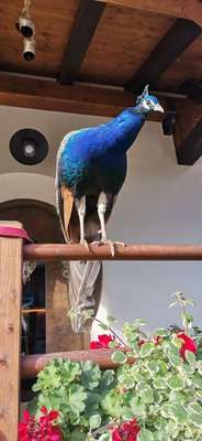 Foto degli animali