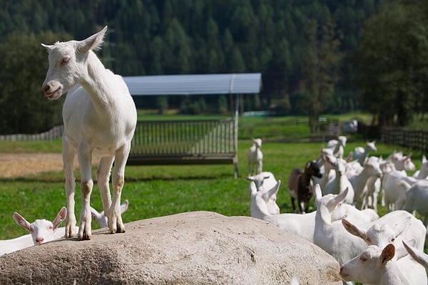 Immagine Appartamenti in agriturismo Huberhof