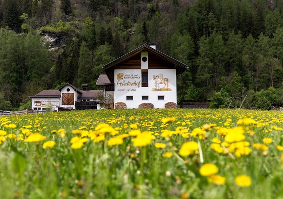 Sommer Präsentationsbild Ferienwohnungen auf dem Bauernhof Peintenhof