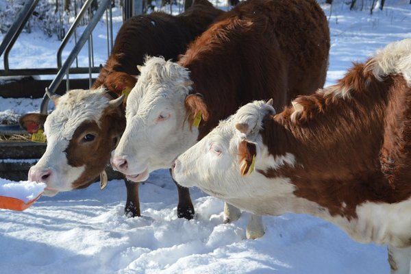 Attività invernali Valli Aurina e di Tures