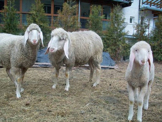 Appartamenti in agriturismo Luggishof Valle di Tures