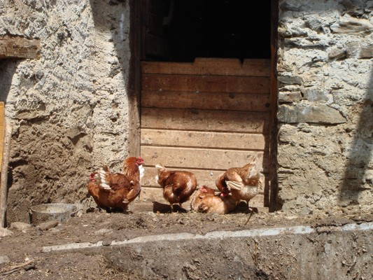 Foto degli animali