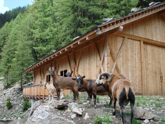 Foto degli animali