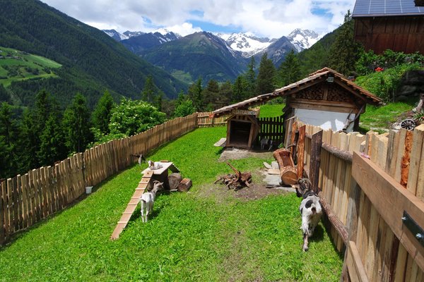Photo of the garden Acereto / Ahornach (Valle di Tures / Tauferer Tal)