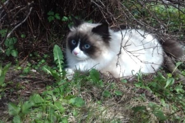Foto degli animali
