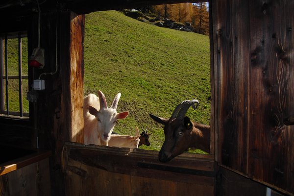 Foto degli animali