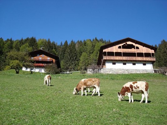 La posizione Appartamenti in agriturismo Hopfgartnerhof Selva dei Molini