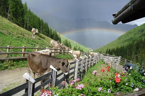 Mair am Tinkhof - Malga Lappago (Valle di Selva dei Molini)
