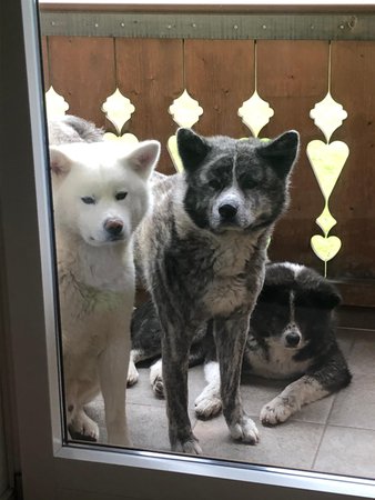 Photo of the animals