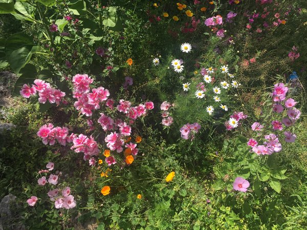 Photo of the garden Vigo di Fassa