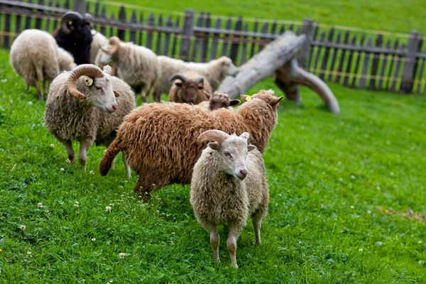 Foto degli animali