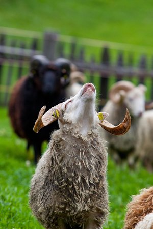 Foto degli animali
