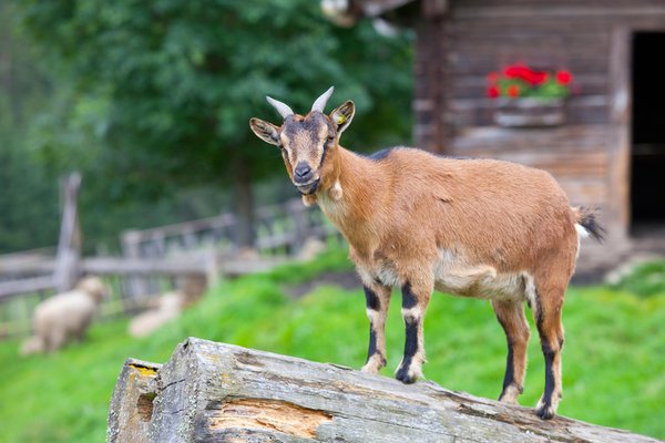 Foto degli animali