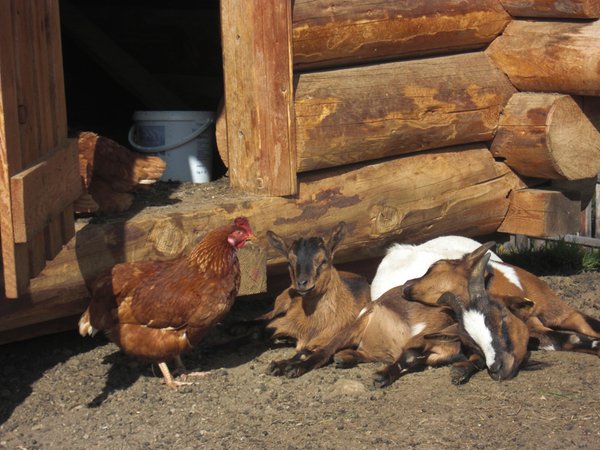 Tierfoto
