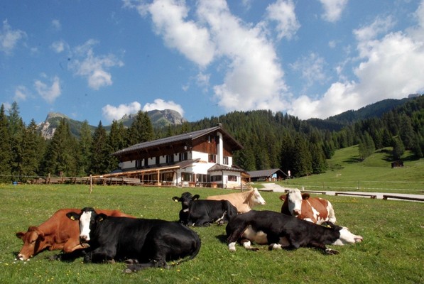 Tierfoto