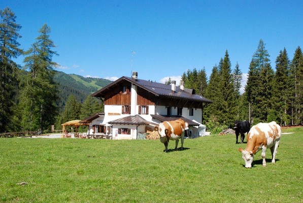 Tierfoto