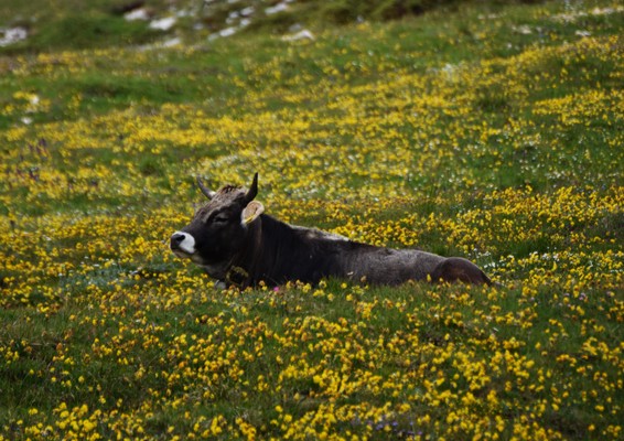 Foto degli animali