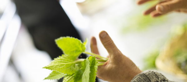 Ricette e proposte gourmet Arcana