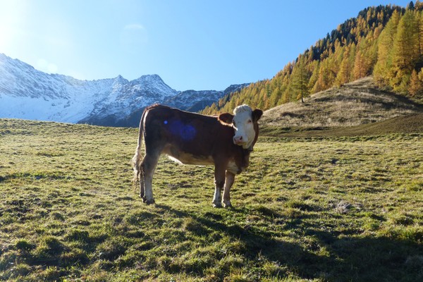 Foto degli animali