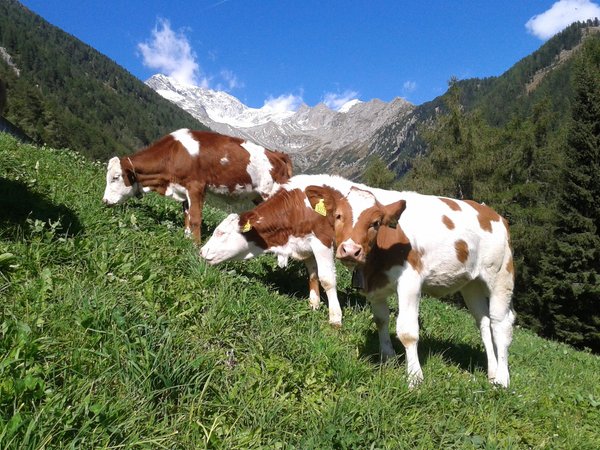 Rotbachalm - Malga San Giovanni (Valle Aurina)