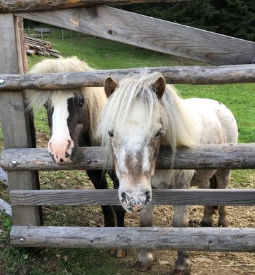 Photo of the animals