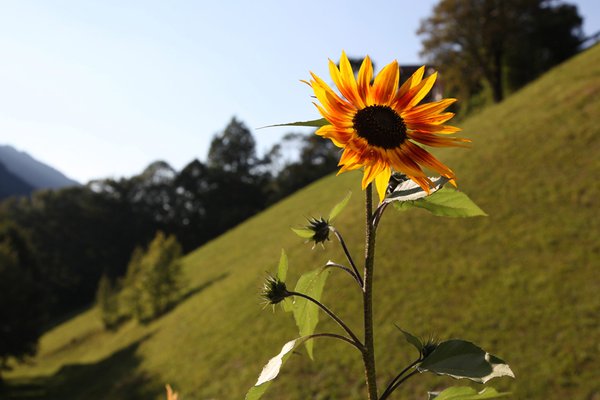 Photo of the garden Santa Cristina / St. Christina